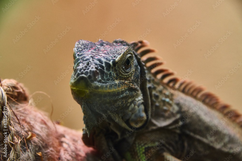Fototapeta premium iguana on a tree