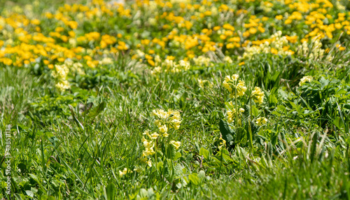 Blumenwiese in Gelbtönen, mit Schlüsselblumen und Sumpfdotterblumen