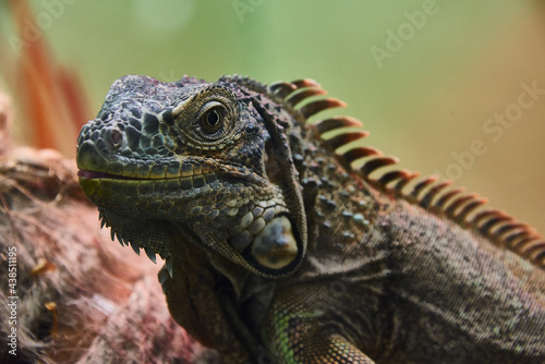 close up of a iguana © excalibur
