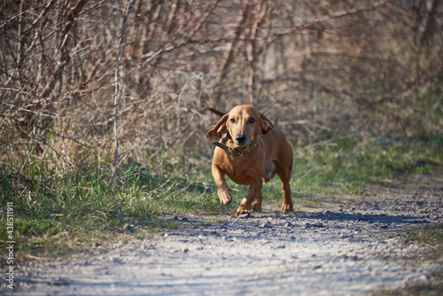 dog running in the snow