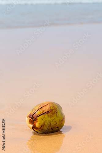 coconut on the sand