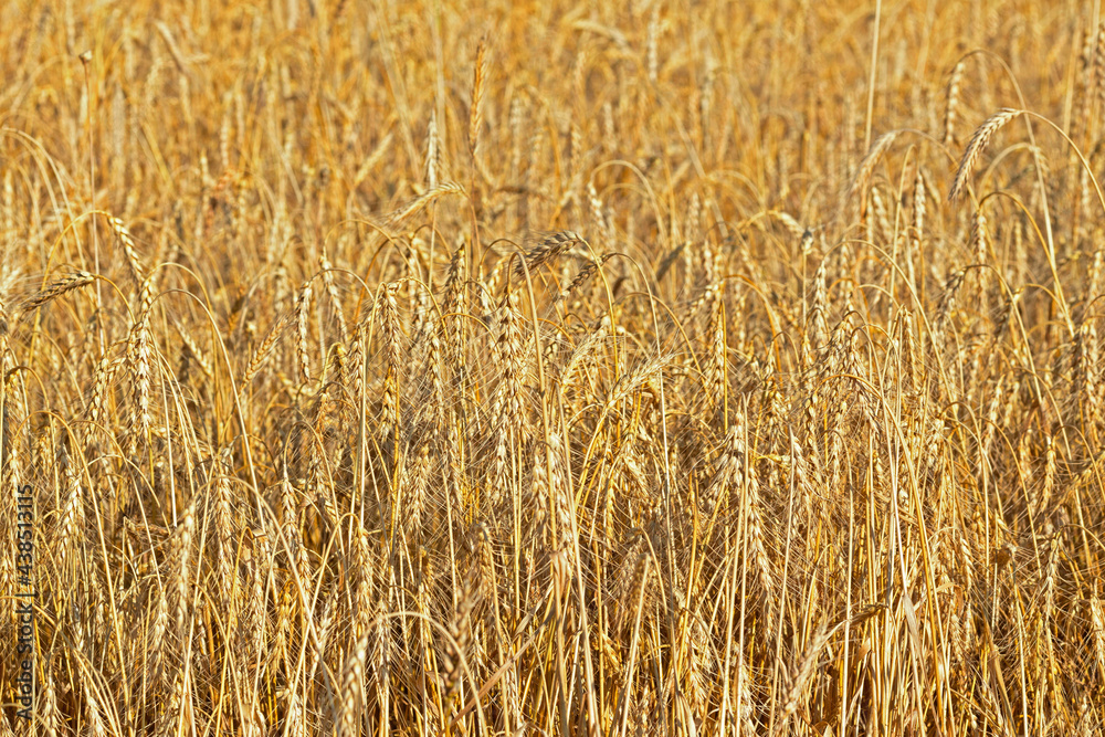 Natural natural background of ears of ripe rye Natural natural background of ears of ripe rye