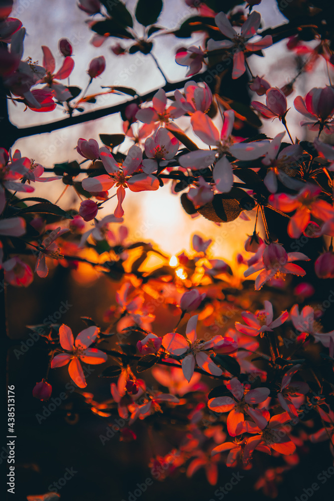 Spring Flowers, Cherry Blossoms, Nature, Spring Nature Colors Spring Flowers, Cherry Blossoms, Nature, Spring Nature Colors