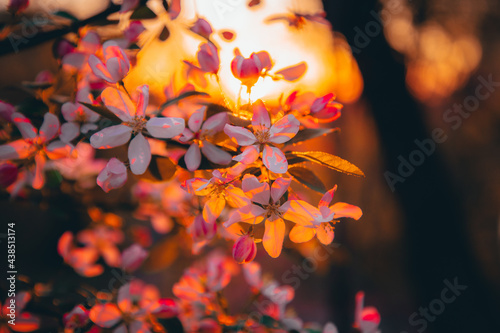 Spring Flowers, Cherry Blossoms, Nature, Spring Nature Colors