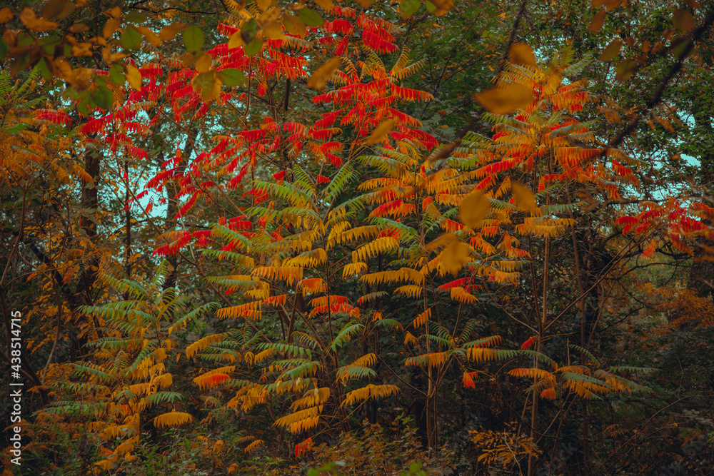 Autumn Photography, Nature, Fall Photography, Nature Photos, Autumn weather, Autumn Colors, Fall Colors