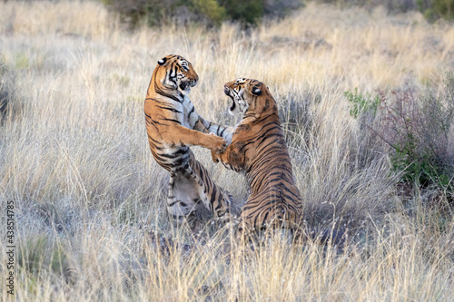 Two tigers fighting, standing up in long grass