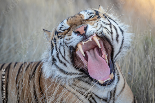 Large tiger yawning, mouth wide open displaying  large fangs