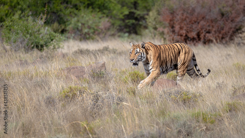 tiger walks on grassy plain