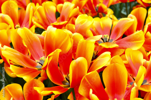 yellow and red tulips