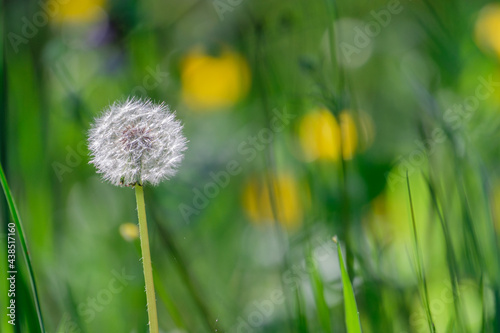 Dandelion in the field