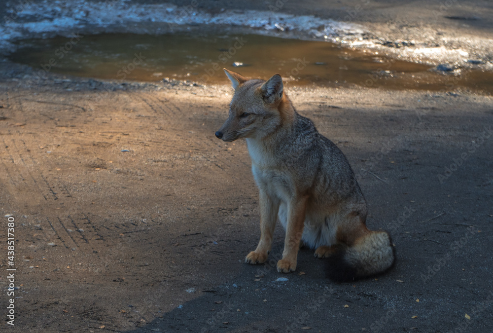A FOX. GRAY FOX, ANIMAL OF THE ARGENTINE PATAGONIA. A FOX. GRAY FOX, ANIMAL OF THE ARGENTINE PATAGONIA.
