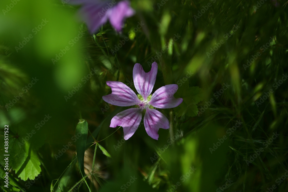 purple flower. nature macro photography