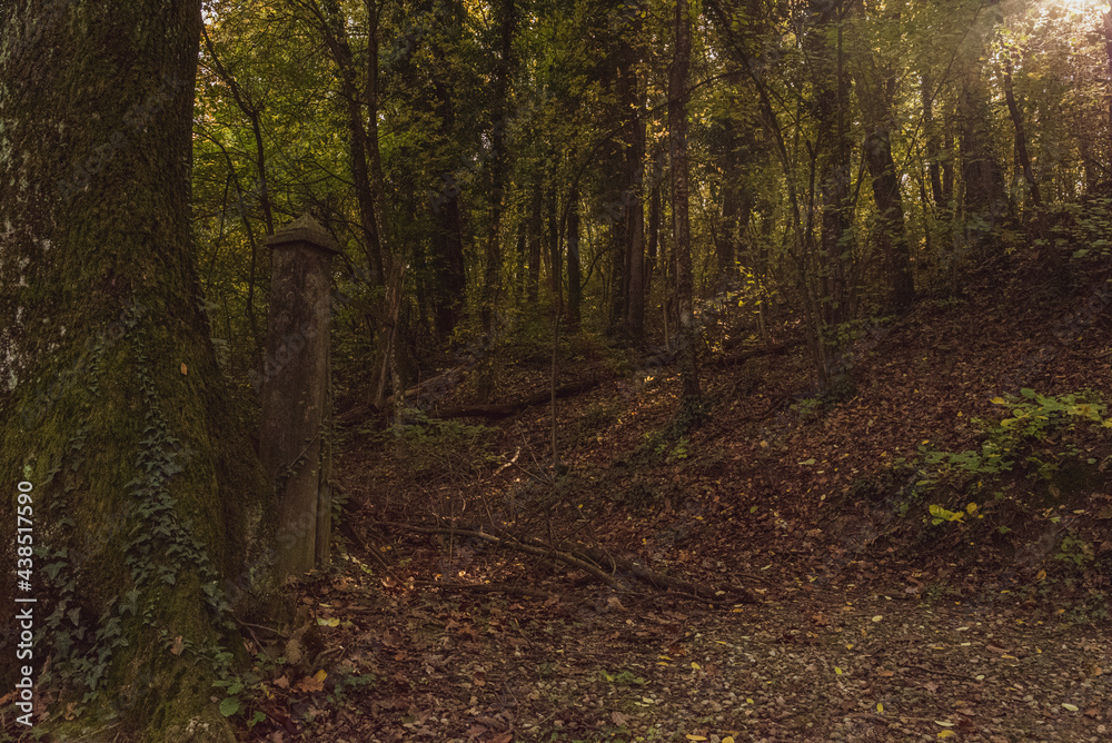 Obraz premium path in the forest