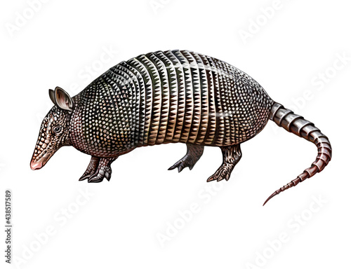 armadillo (Cingulata, Dasypodidae)
