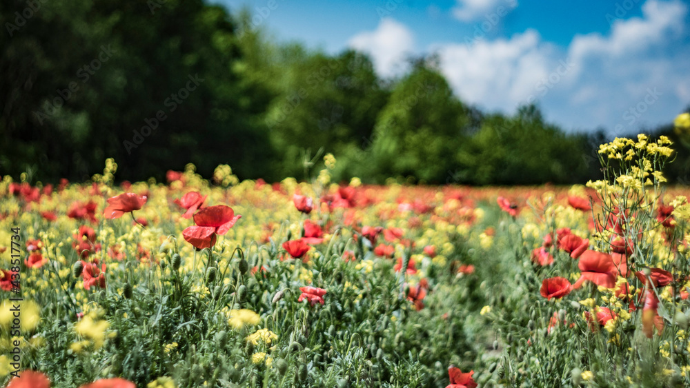 Scarlet poppy in the field