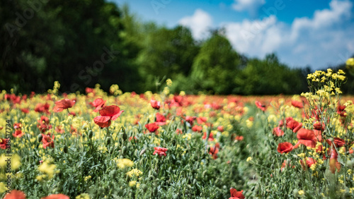 Scarlet poppy in the field