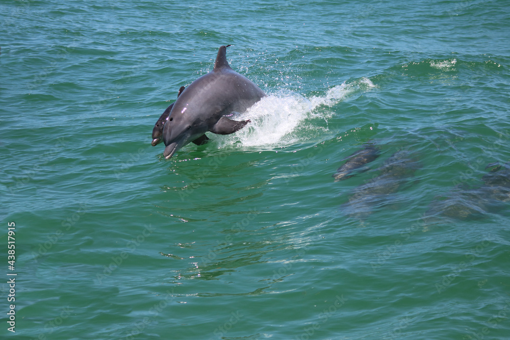 Naklejka premium Dolphin family jumping in open ocean