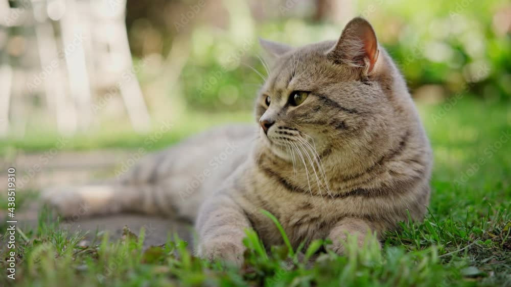 Cute gray lazy cat lying on the green lawn and curiously looking around outdoors on a sunny day.