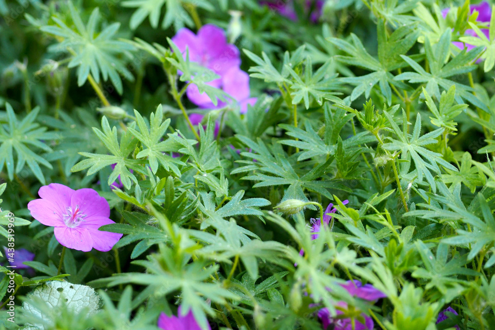 Obraz premium several flowers of bright pink garden geranium growing in the garden among the greenery on the side. garden near the house