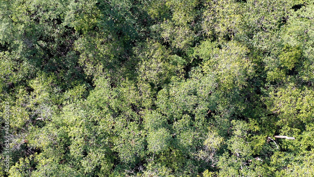 Mata Atlântica Floresta Meio Ambiente Brasil