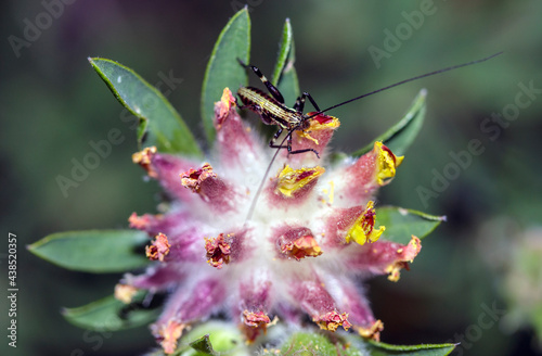 Macro of a Yersinella Raymondi photo