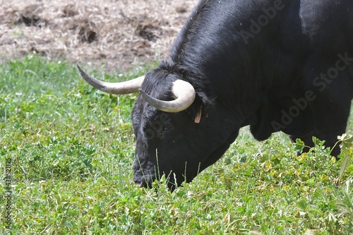 Spanish fighting bull in the field