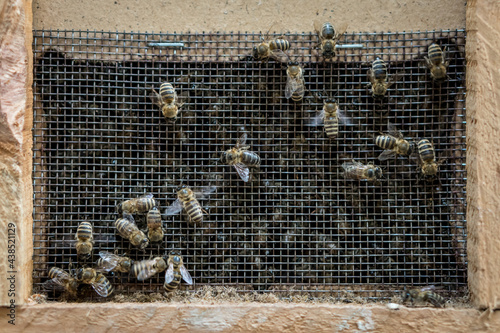 Close up view of bees in a relocating bee hive.