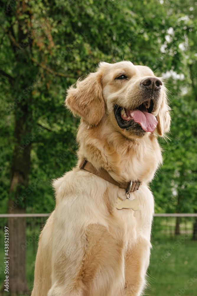a dog of breed golden retriever sits and smiles cutely with his tongue sticking out a dog of breed golden retriever sits and smiles cutely with his tongue sticking out