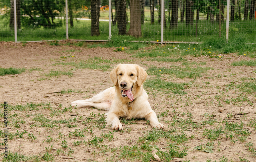 a golden retriever dog lies on the ground and rests after running with his tongue out