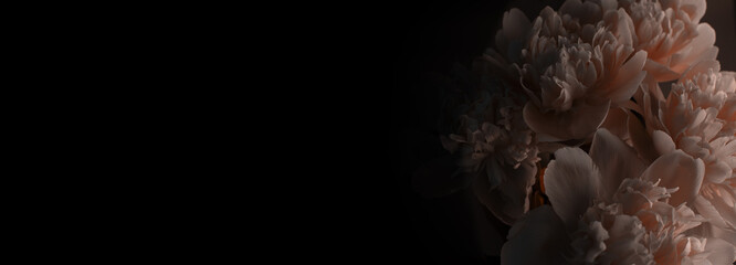 Peony against dark background. Floral banner with beautiful pink peonies against black with space for text.