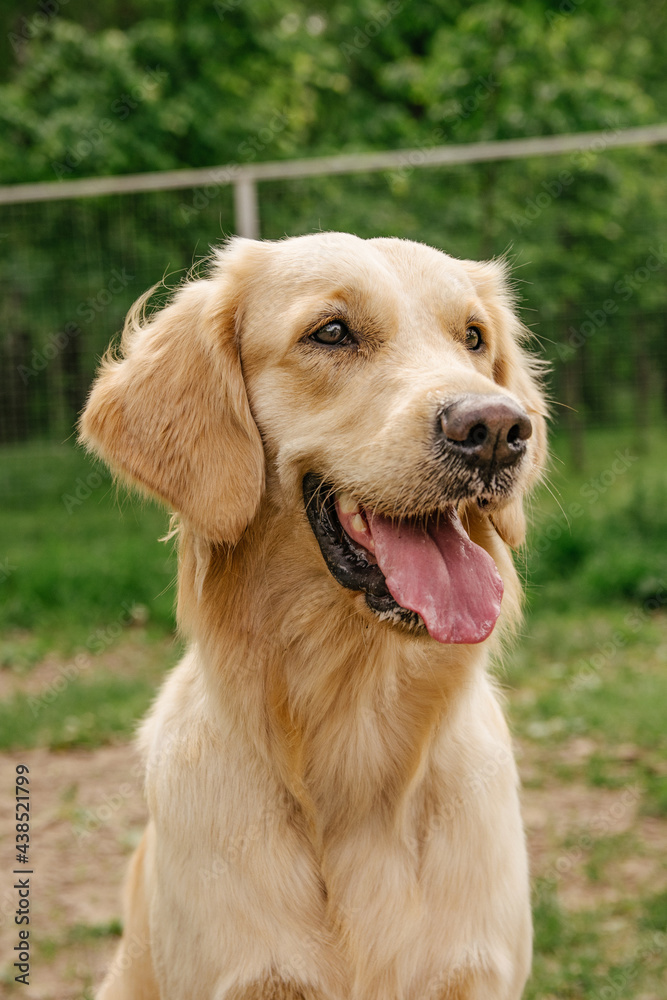 a dog of breed golden retriever sits and smiles cutely with his tongue sticking out a dog of breed golden retriever sits and smiles cutely with his tongue sticking out