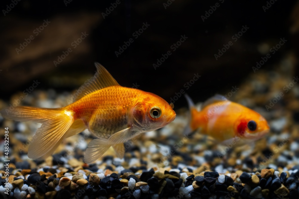 juvenile oranda goldfish, commercial aqua trade breed of wild Carassius auratus carp, cute comet-like long tail ornamental fish swim lazy in low light nature design tank