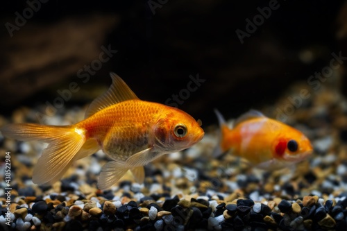 juvenile oranda goldfish, commercial aqua trade breed of wild Carassius auratus carp, cute comet-like long tail ornamental fish swim lazy in low light nature design tank