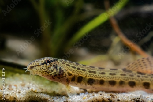 wild caught spined loach, weather forecasting fish, dwarf coldwater species in European temperate biotope aquarium, close-up head portrait on sand bottom © Valeronio