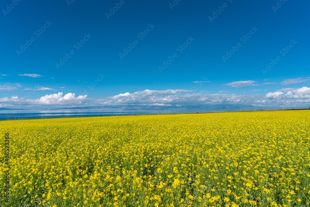 Beautiful rape flowers by Qinghai lake in summer in China.