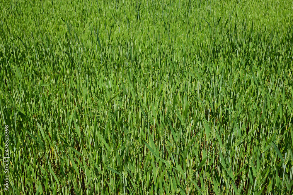 Wheat field of unripe green wheat ears all over the frame Wheat field of unripe green wheat ears all over the frame