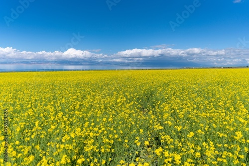 Beautiful rape flowers by Qinghai lake in summer in China. © SN