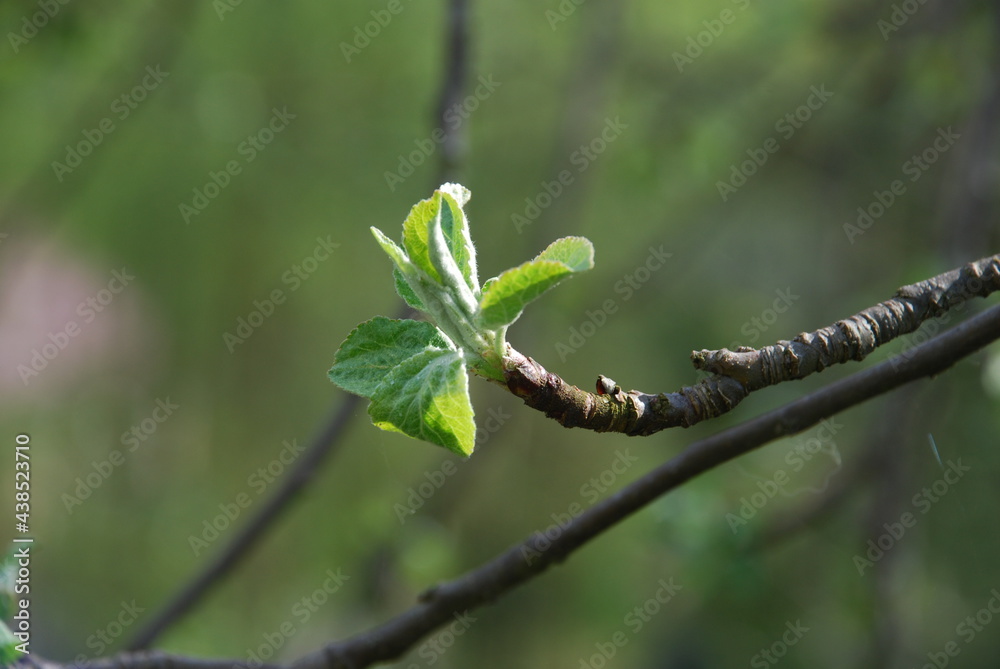 Thin brown branch of an apple tree. On a thin brown branch of an apple tree, the first green leaves, warmed by the spring sun, unfold from the buds.