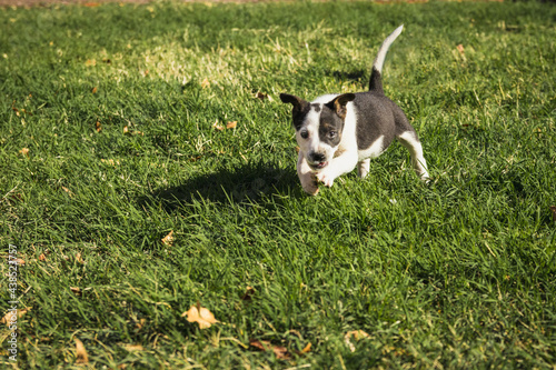 
Dog playing with leaves in the garden