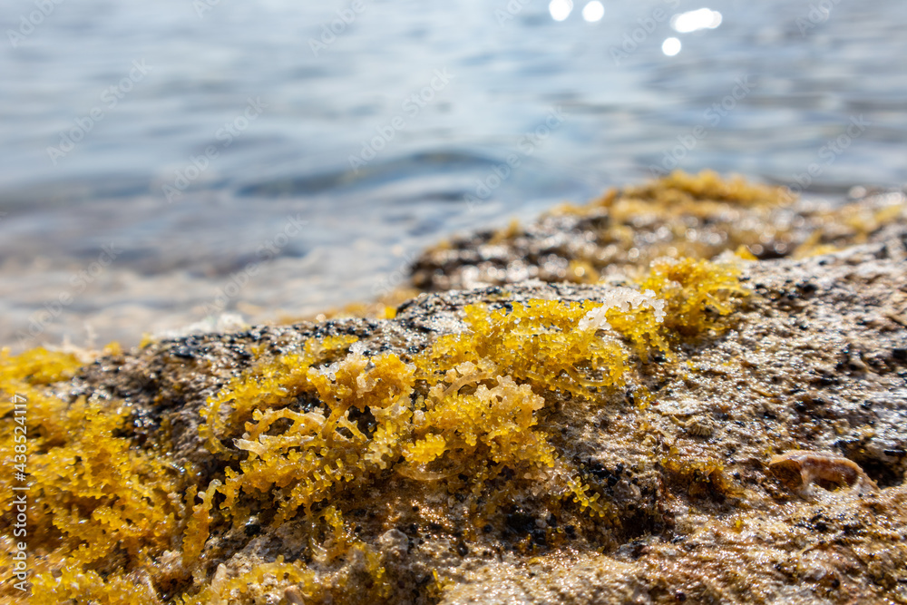 Yellow seaweed (like sea grapes) close-up on rocks with waves. Wild Mediterranean sea shore with sun beam. Greece coast near Athens. Natural macro botany plants sea life Yellow seaweed (like sea grapes) close-up on rocks with waves. Wild Mediterranean sea shore with sun beam. Greece coast near Athens. Natural macro botany plants sea life