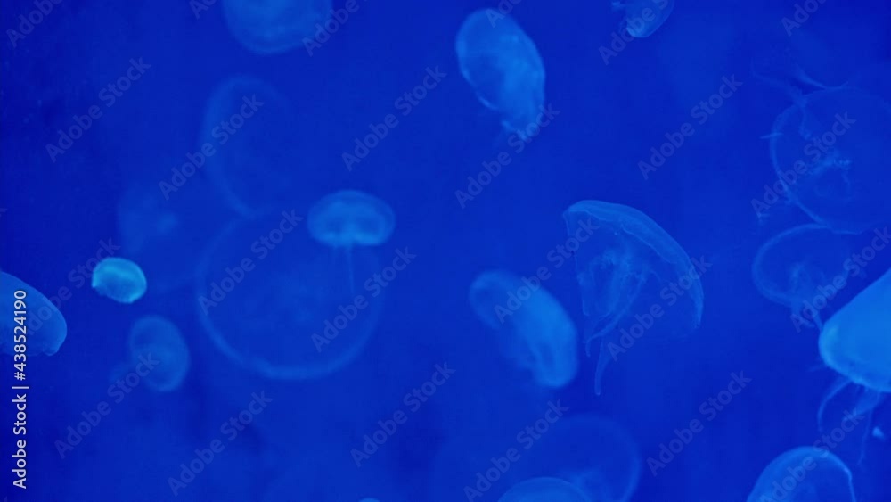 Moon jellyfishs floating in an aquarium pool. Aurelia aurita in deep green ocean.