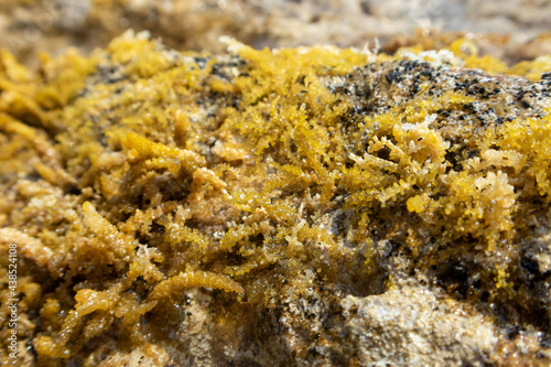 Yellow seaweed (like sea grapes) close-up on rocks in clear water. Wild Mediterranean sea shore with sun beam. Greece coast near Athens. Natural macro botany plants sea life