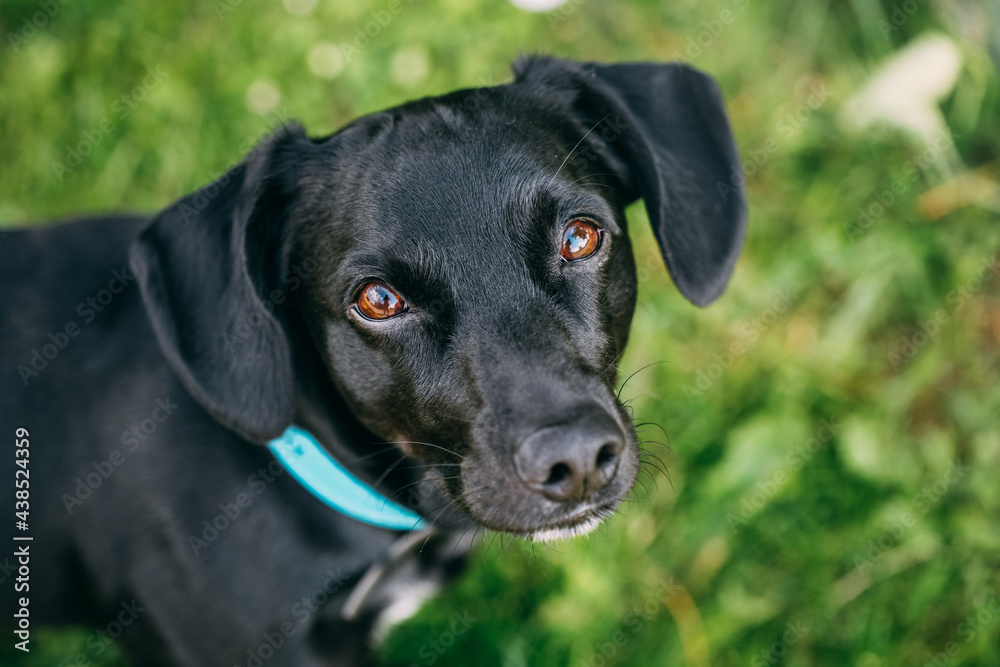 black labrador retriever puppy black labrador retriever puppy