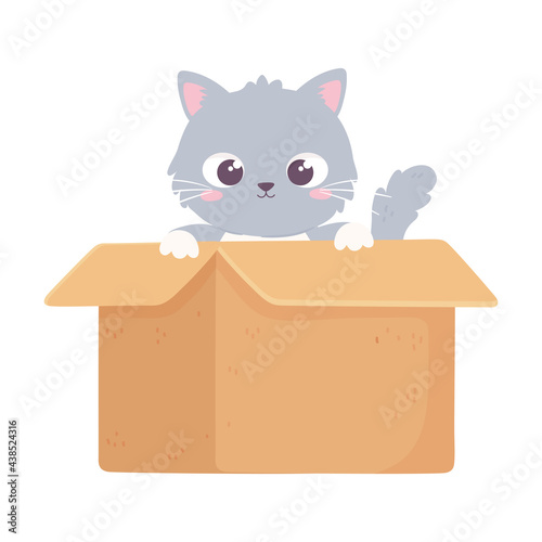 gray kitty in box