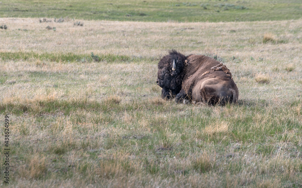 Single male plains bison lying on the prairie in Grasslands National Park, Saskatchewan, Canada