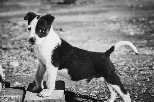 jack russell terrier