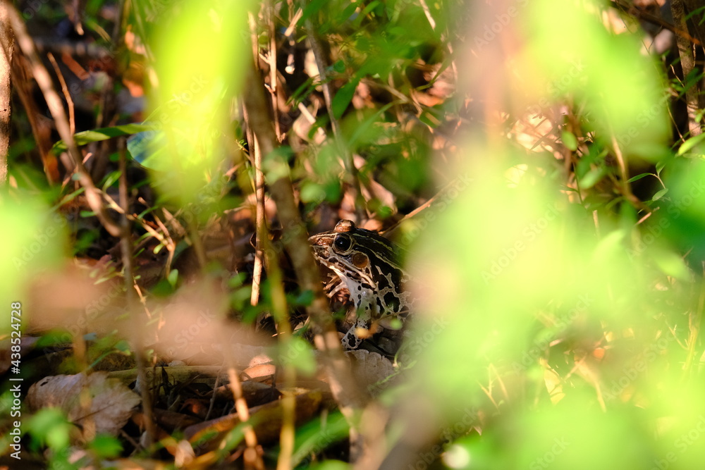 Fototapeta premium トノサマガエル Black-spotted pond flog