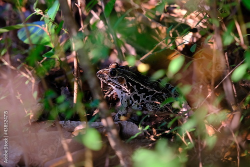 トノサマガエル
Black-spotted pond flog