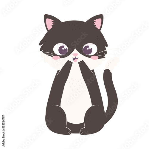 black and white cat