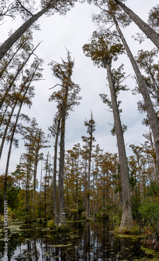 A panoramic view of cyprus gardens in Moncks Corner, South Carolina A panoramic view of cyprus gardens in Moncks Corner, South Carolina